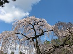 2019桜見物