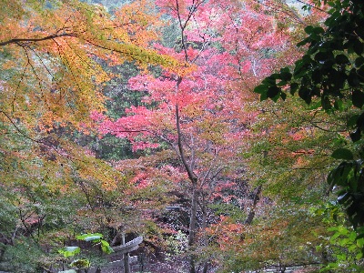 双林院（山科聖天）