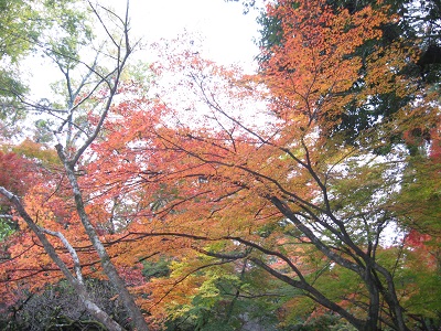 北野天満宮（御土居）