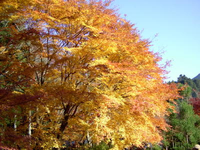 古知谷阿弥陀寺