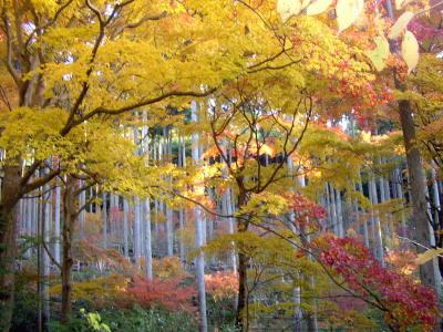 古知谷阿弥陀寺