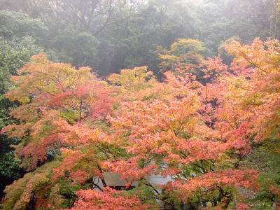 高雄周辺の道端