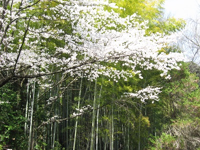 観音寺（山崎聖天）