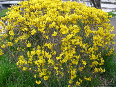 鴨川沿いの道端