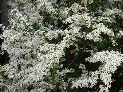 知恩院沿いの道端