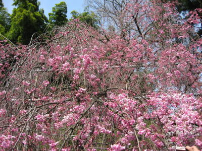 平野神社