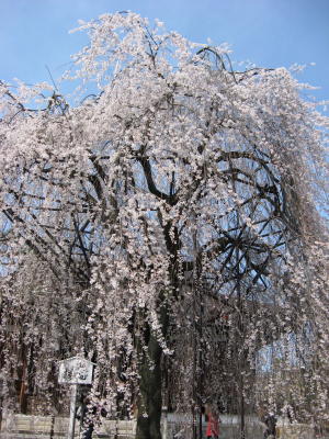 千本釈迦堂（大報恩寺）