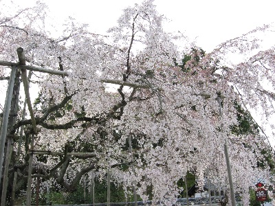 醍醐寺（三宝院）